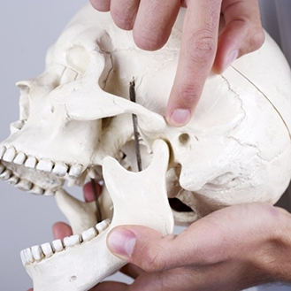 Person holding a skull and pointing to the jaw joint
